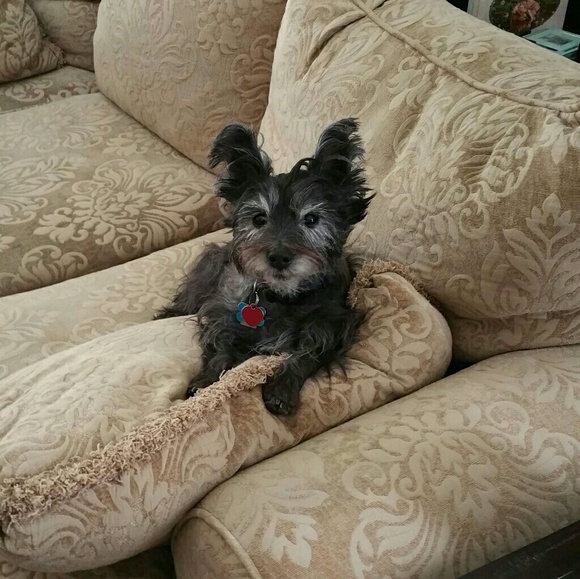 Meet your Posher, Callen - Picture 1 of 1